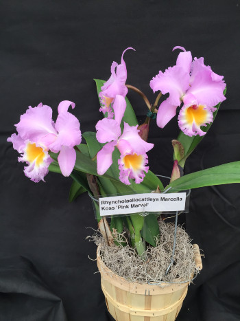 Brassocattleya Marcella Koss 'Pink Marvel' AM/AOS: Orchids By